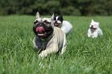 BOULEDOGUE FRANCAIS 710